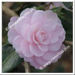 Camellia Hybride 'Baby Face (Fish)'