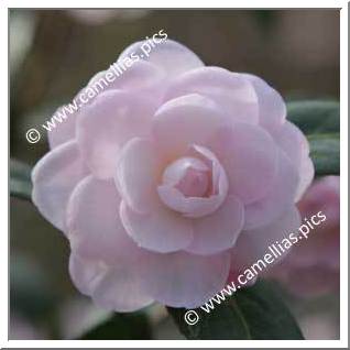 Camellia Hybride 'Baby Face (Fish)'
