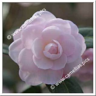 Camellia Hybrid 'Baby Face (Fish)'