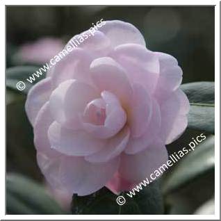 Camellia Hybride 'Baby Face (Fish)'