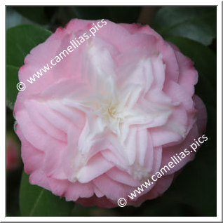 Camellia Japonica 'Baby Pearl'