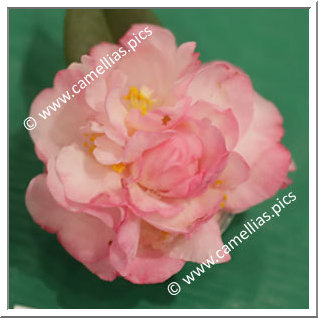 Camellia Hybride 'Baby Rhodo'