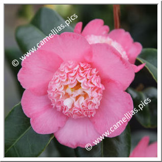 Camellia Japonica 'Baby Sis Pink'