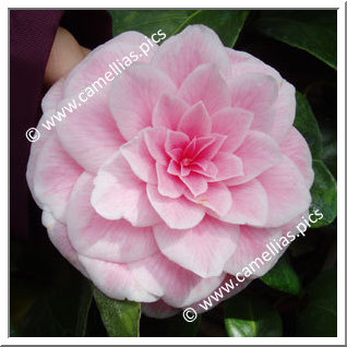 Camellia Japonica 'Souvenir de Bahuaud-Litou'