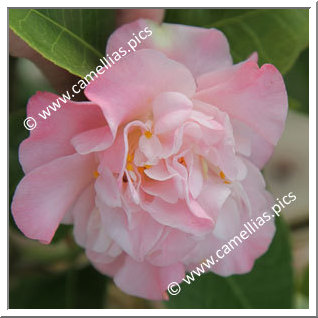 Camellia Japonica 'Ballet Dancer'