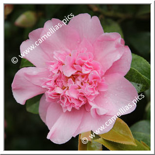 Camellia Hybrid C.x williamsii 'Ballet Queen'