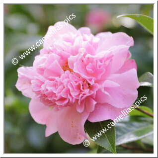 Camellia Hybrid C.x williamsii 'Ballet Queen'