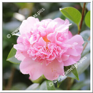 Camellia Hybride C.x williamsii 'Ballet Queen'