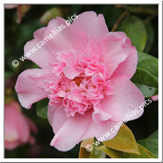 Camellia Hybride C.x williamsii 'Ballet Queen'
