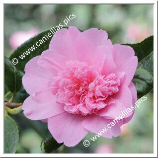 Camellia Hybride C.x williamsii 'Ballet Queen'