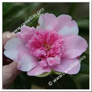 Camellia Hybride C.x williamsii 'Ballet Queen Variegated'