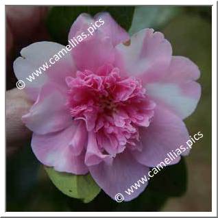 Camellia Hybrid C.x williamsii 'Ballet Queen Variegated'