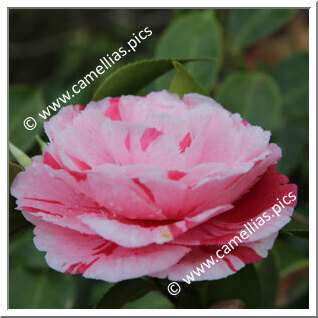 Camellia Japonica 'Doutor Balthazar de Mello'