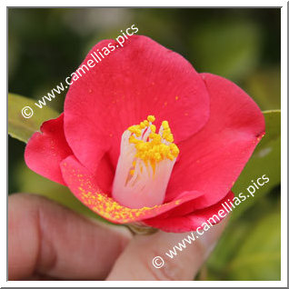 Camellia Japonica 'Bâ-no-ki'