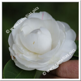Camellia Japonica 'Barallia'