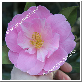 Camellia Hybride 'Barbara Clark'