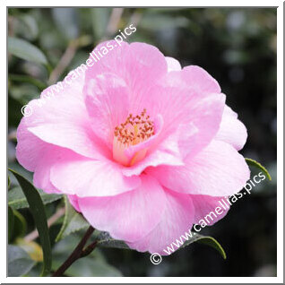 Camellia Hybrid 'Barbara Clark'