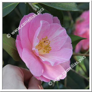 Camellia Hybride 'Barbara Clark'