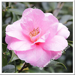 Camellia Hybrid 'Barbara Clark'