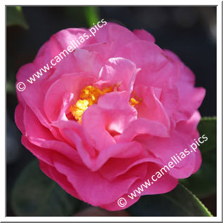 Camellia Reticulata 'Barbara Goff'
