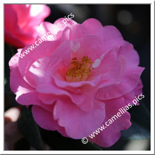 Camellia Reticulata 'Barbara Goff'