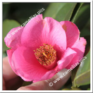 Camellia Hybride 'Barbara Hillier'
