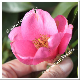 Camellia Hybrid 'Barbara Hillier'