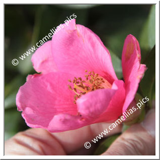 Camellia Hybrid 'Barbara Hillier'