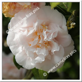 Camellia Japonica 'Barbara Mary'