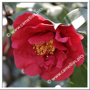 Camellia Japonica 'Barbara Morgan'