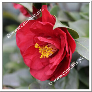 Camellia Japonica 'Barbara Morgan'