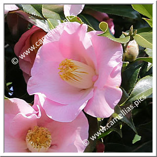 Camellia Hybrid C.x williamsii 'Barbara Ratliff'