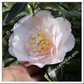 Camellia Japonica 'Barbara Woodroof'