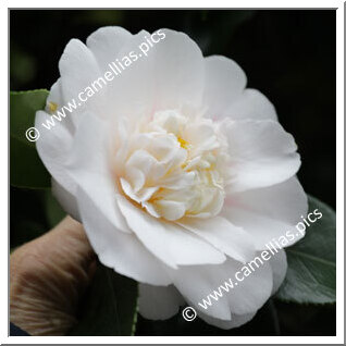 Camellia Japonica 'Barbara Woodroof'