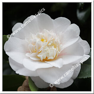 Camellia Japonica 'Barbara Woodroof'