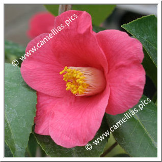 Camellia Japonica 'Alain Barbe-Torte'