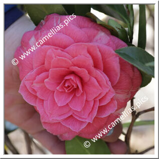 Camellia Japonica 'Baringtoniana'