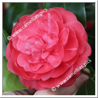 Camellia Japonica 'Barni'