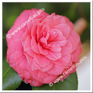 Camellia Japonica 'Baron de Vrière'