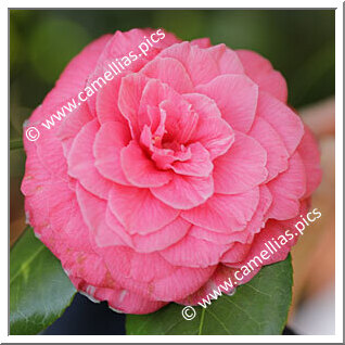 Camellia Japonica 'Baron de Vrière'