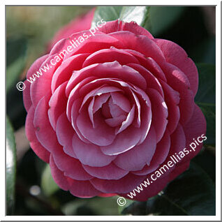 Camellia Japonica 'Baronne Leguay'