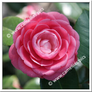 Camellia Japonica 'Baronne Leguay'