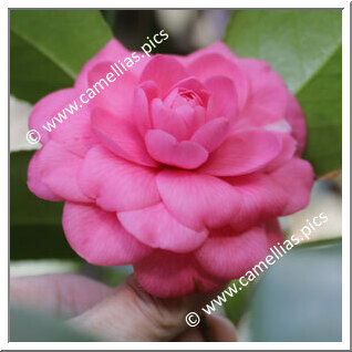 Camellia Japonica 'Bealei Rosea'