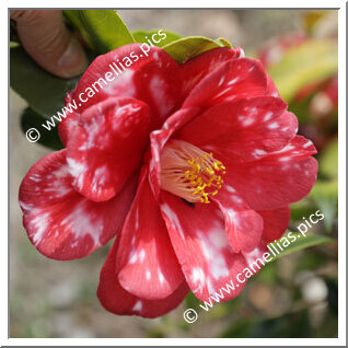 Camellia Japonica 'Beatrice Bisiach'