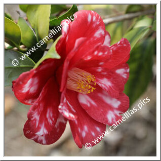 Camellia Japonica 'Beatrice Bisiach'