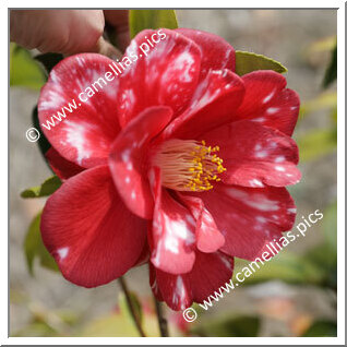 Camellia Japonica 'Beatrice Bisiach'