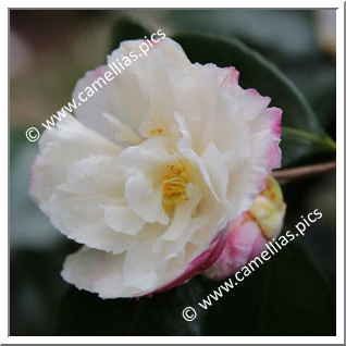 Camellia Sasanqua 'Beatrice Emily'