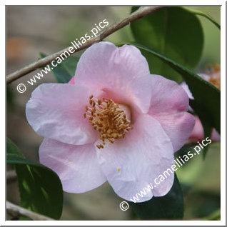 Camellia Hybrid C.x williamsii 'Beatrice Michael'