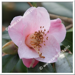Camellia Hybrid C.x williamsii 'Beatrice Michael'