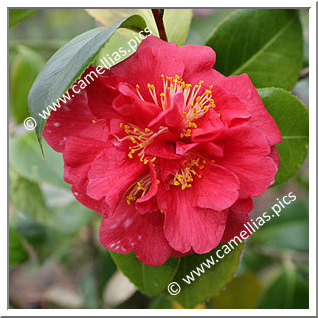 Camellia Japonica 'Beau Harp'